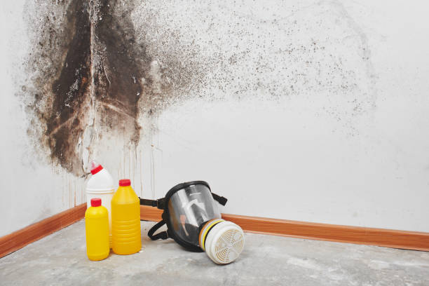 Best Commercial Mold Removal  in Ten Mile Creek, MD