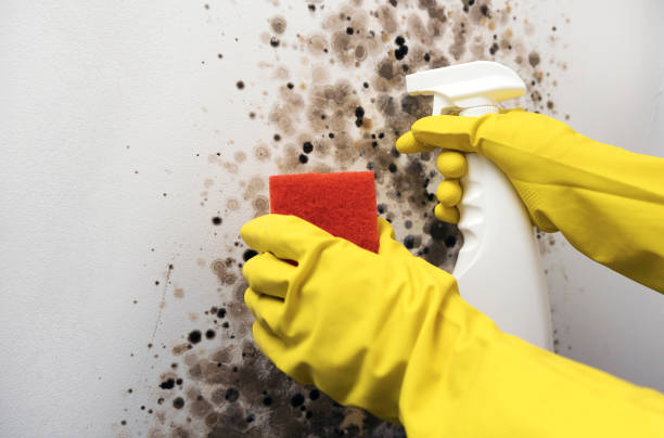 Best Mold Remediation  in Ten Mile Creek, MD