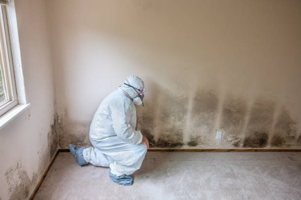 Best Professional Mold Removal  in Ten Mile Creek, MD