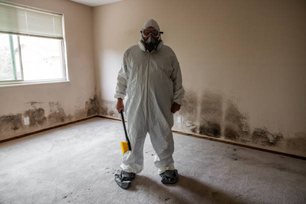 Best Same-Day Mold Removal  in Ten Mile Creek, MD
